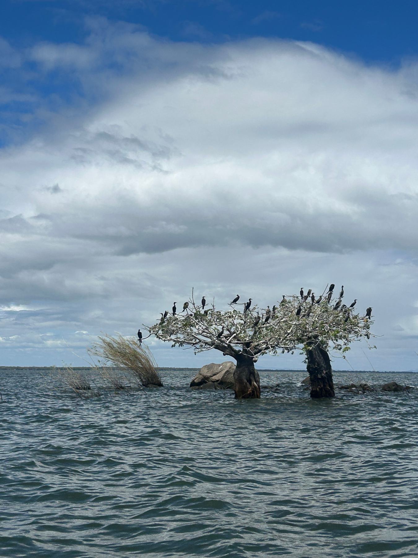 Lake Naivasha boat safari